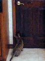 Un chat ouvre une porte tout seul