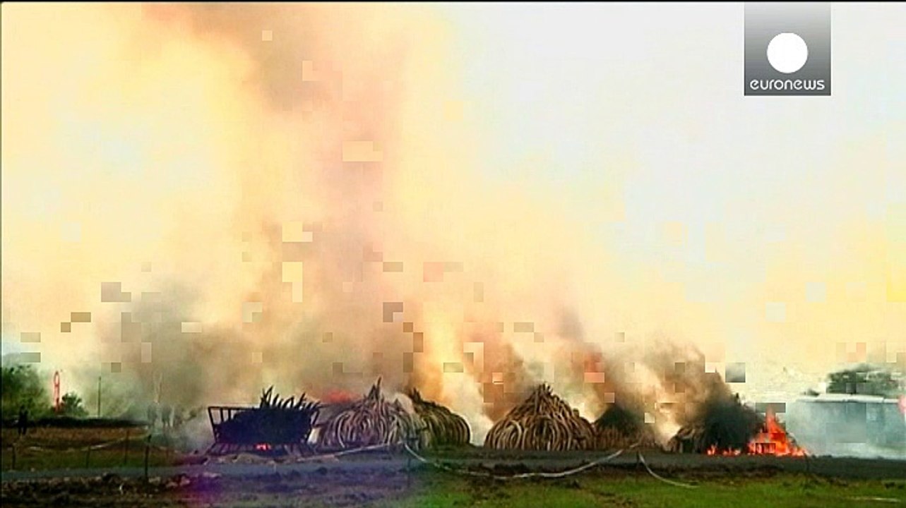 Verbrennung von über tonnen elfenbein: kenia sagt wilderern den kampf an