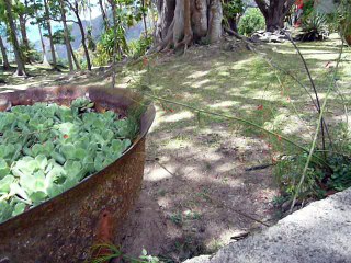 ST. LUCIA 080 P1080706