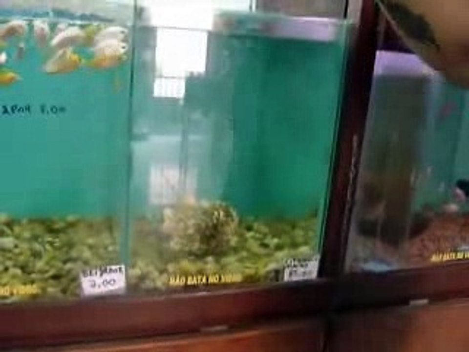 O Peixinho Bob