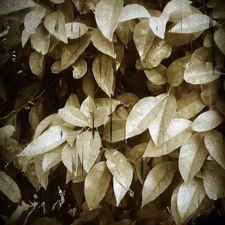 Mobile Capture 12 Nis 2016