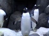 Penguins Penguins Penguins