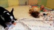 Guinea Pigs and dog eating carrots together