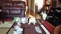 Puppies Opening Their Christmas Presents