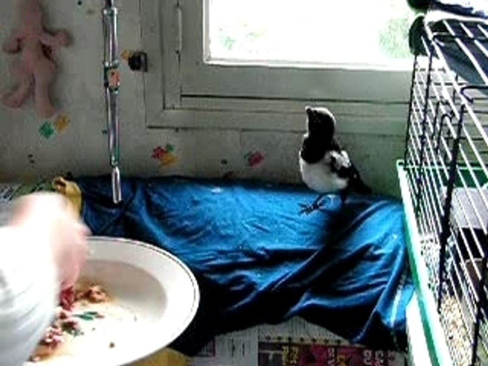 Je donne à manger à Pinette