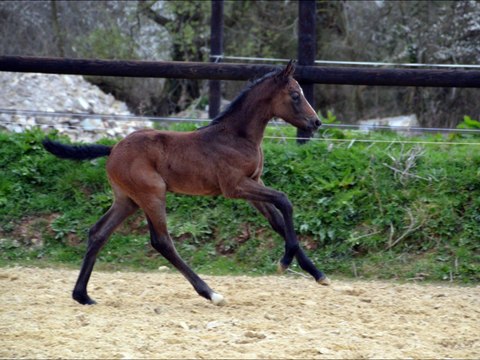 Galya des Edènes - 3 semaines