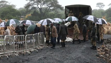 Braconnage: le Kenya détruit des tonnes d'ivoire