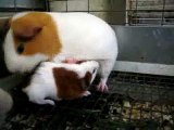 Cute Baby Guinea Pigs and Their Mother