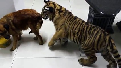Un chien défend sa nourriture devant un bébé tigre affamé