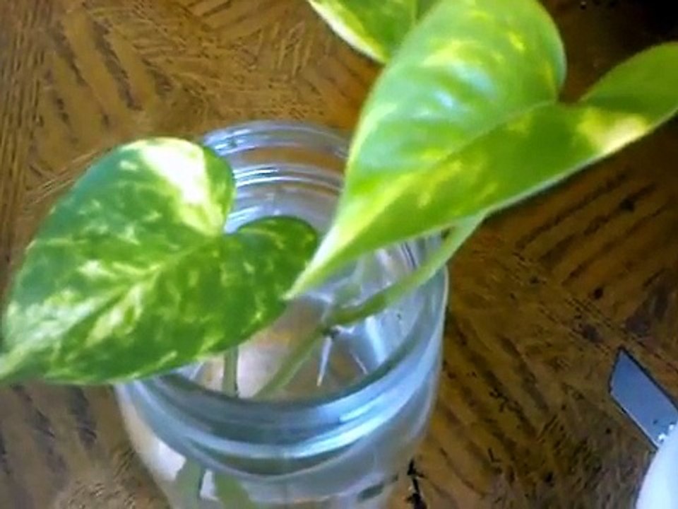 devils ivy when the roots start growing from a cutting