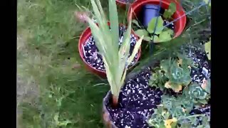 saving bulbs gladiolus for winter storage and reuse