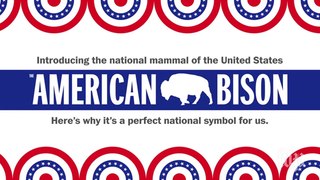 The American Bison is going to be your first national mammal