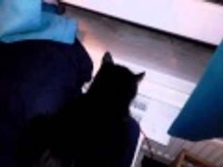 I used spook it was not very effective on my cat