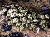 Percebes (Pedunculata)