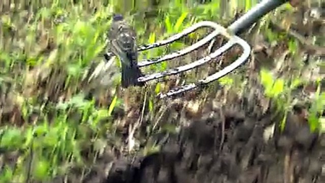 Un homme aide un oiseau à trouver des vers de terre