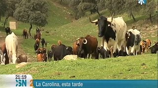 GANADO EN TRASHUMANCIA EN LA CAROLINA