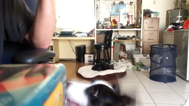 Ce chien adore quand son maître joue du banjo !