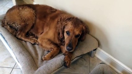 Ces chiens sont crevés après la balade et n'aboient même plus hahaha