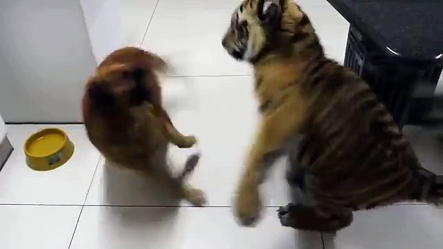 Ce chien défend sa gamelle devant un bébé tigre affamé