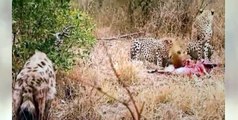 TOP Animals Attack Videos LOL #17 | Lion Vs Hyena, Cheetah Vs Hyena, Leopard vs Hyena