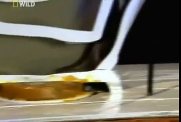 Come fanno i ratti a risalire per il vostro water?