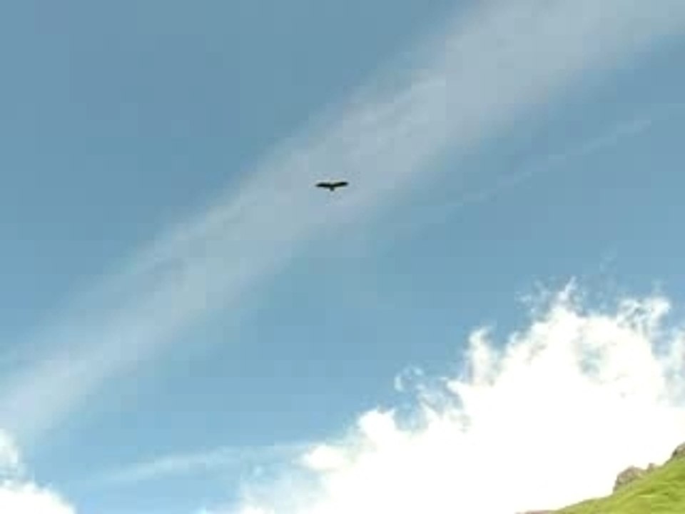 Passage d'un vautour