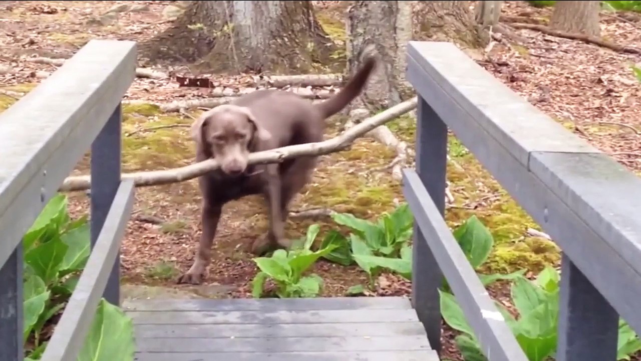 funny & amazing dogs
