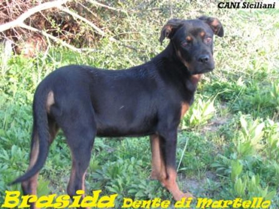 Brasida gironzolone