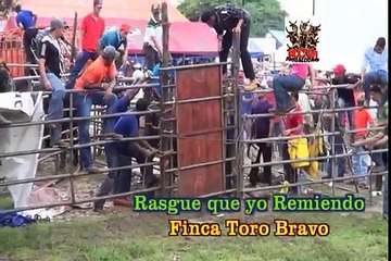 FINCA TORO BRAVO EN FIESTA DE CANIN ALMANZA 16 06 2013