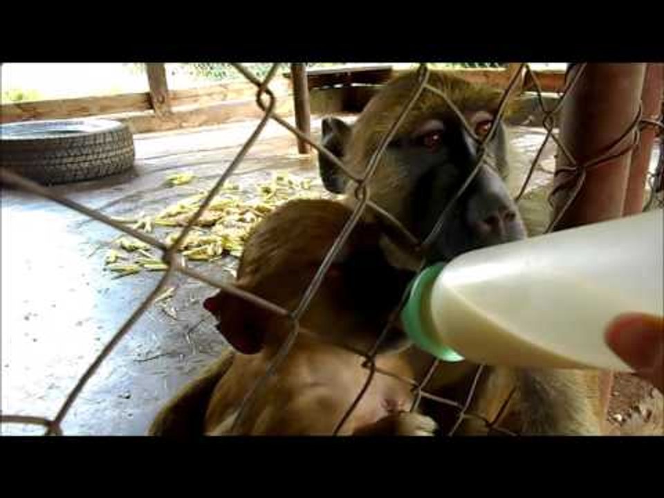 Cute Orphan Baboon Being Fed