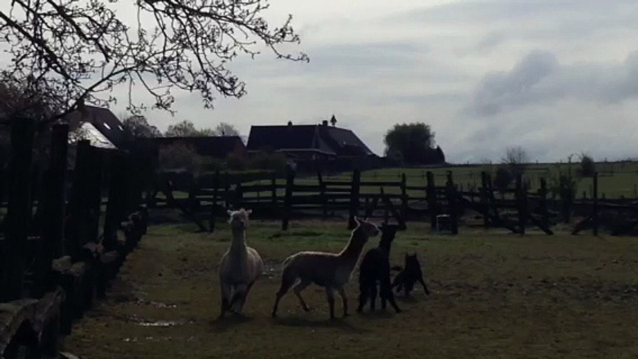 Berger belge à poils court noir, chien de troupeau.