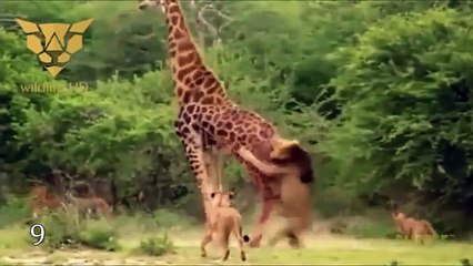 10 Crazy BATTLES OF ANIMALS remove the camera