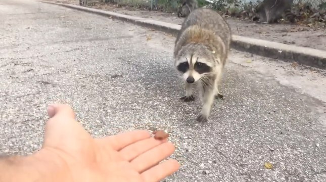 Voilà pourquoi il ne faut jamais nourrir un raton laveur !