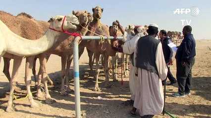 التأصيل مفتاح للفوز في سباقات الهجن بقطر