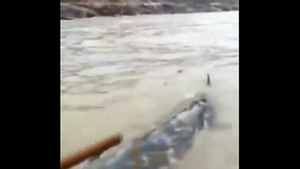 Fisherman Stunned After Catching Bizarre Crocodolphin