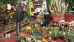 Cactus, Yucca, Ficus : la mode des plantes jetables
