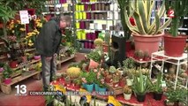 Cactus, Yucca, Ficus : la mode des plantes jetables