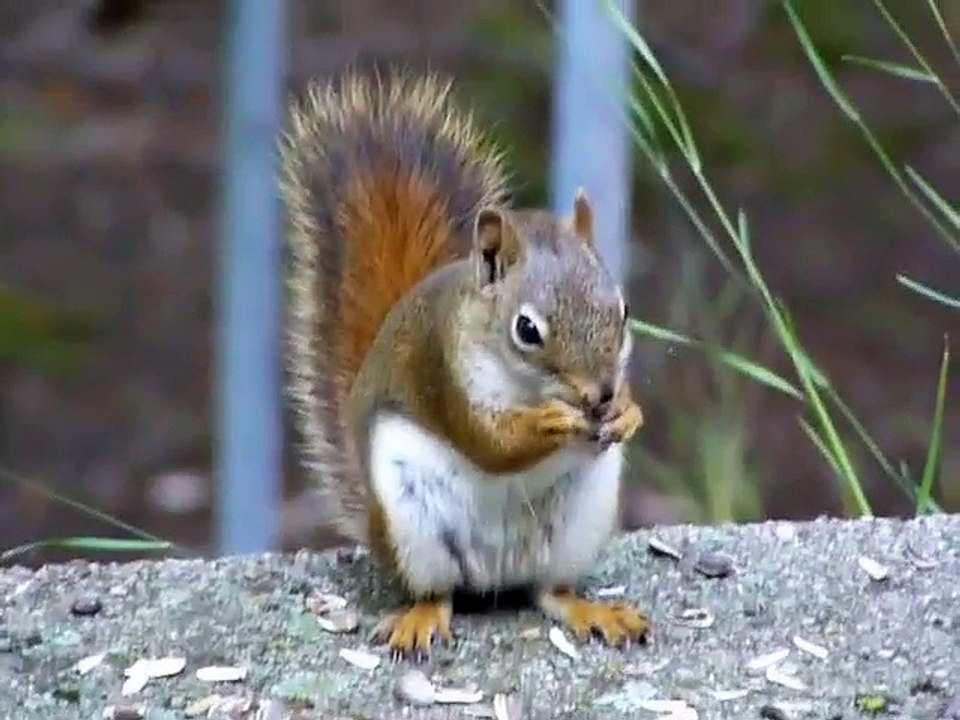 Squirrel with hiccups