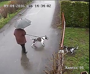 Cat Breaks Up Dog Fight