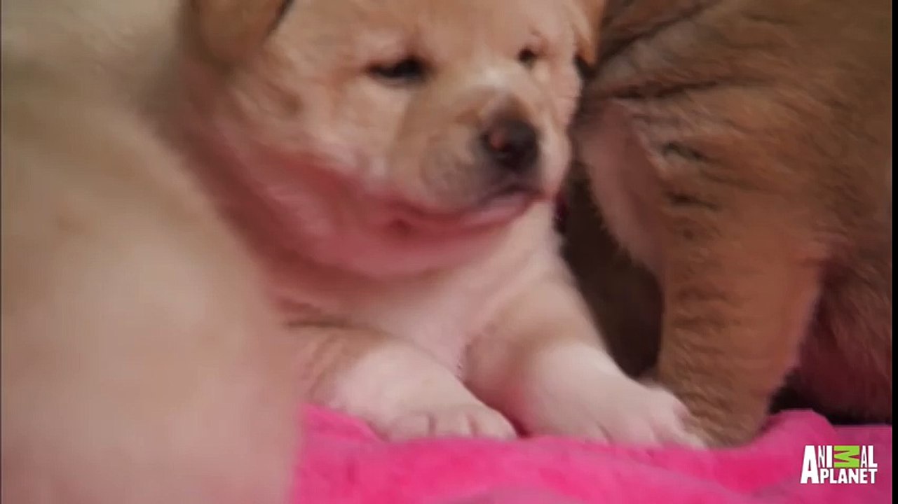 Puppy Hiccups _ Too Cute!