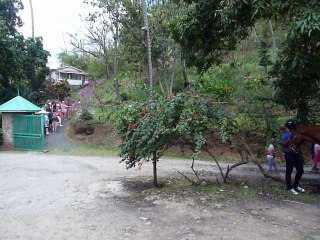 ST. LUCIA 069 P1080695