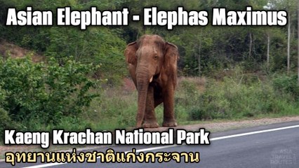 Asian Elephant - Elephas Maximus