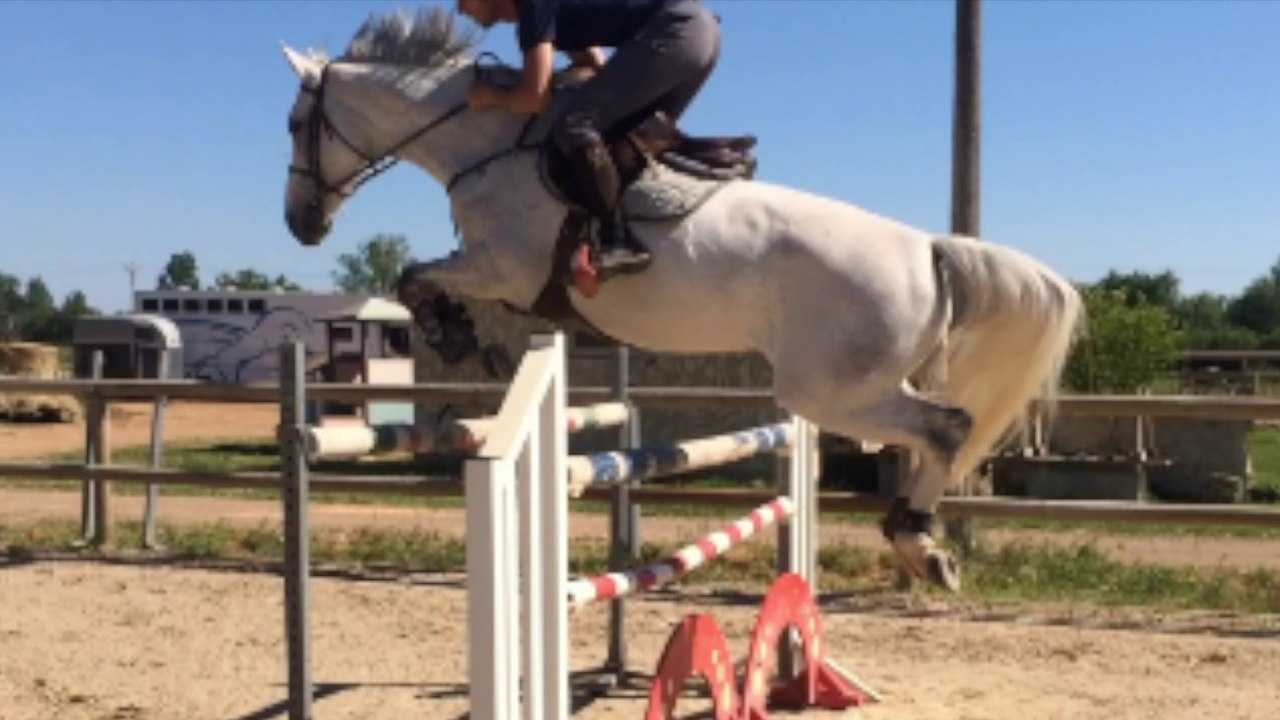 Jument par BACCHUS et mere COUNT IVOR X GRAND VENEUR