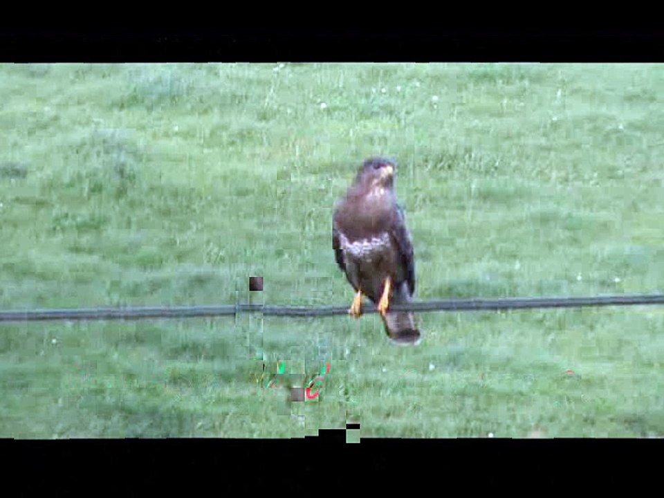 La Jungle des Genres 2 (-be-ce)