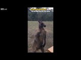 Sarhoş  Koca Gibi Kapıya Dadanan Kanguru