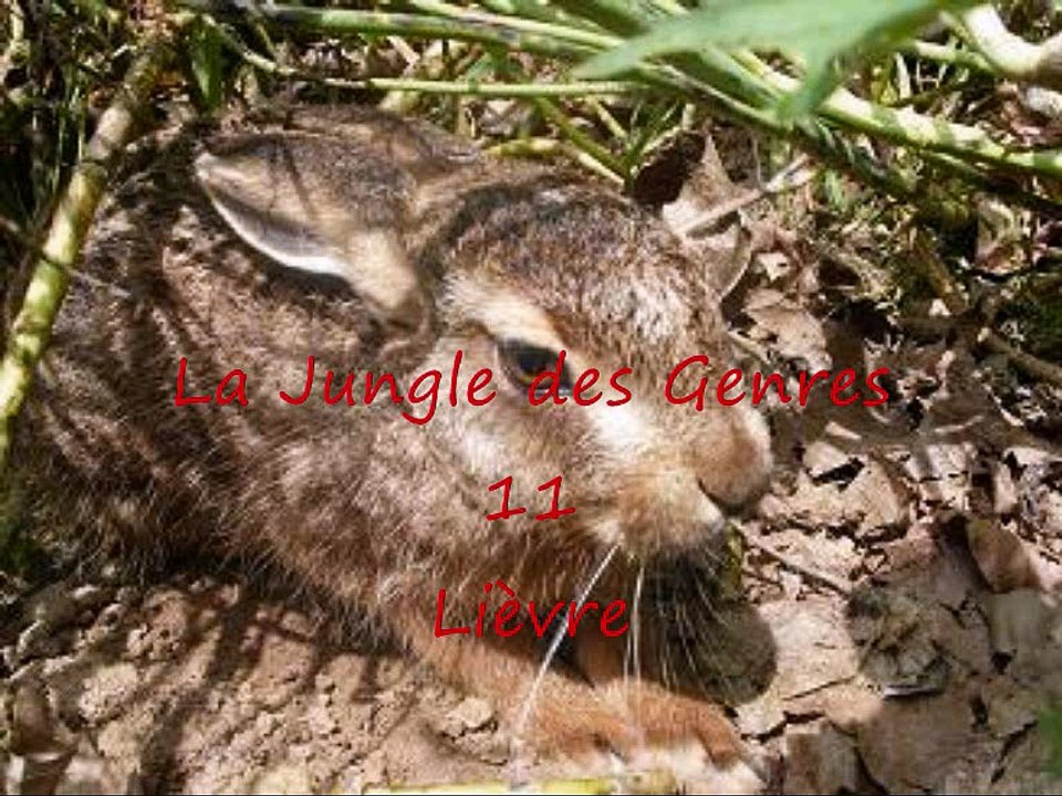 La Jungle des Genres 11 (-re)