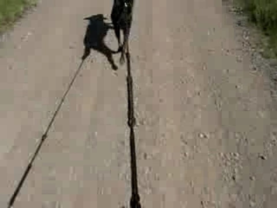 Bike-joring : trip avec mon chien!