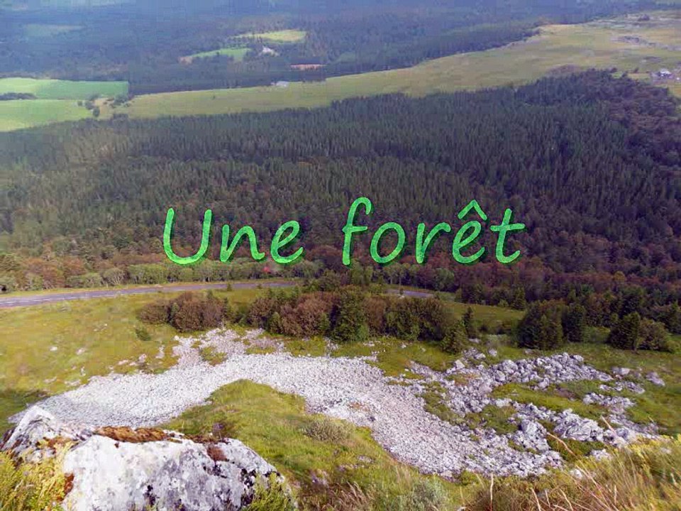 La Jungle des Genres 15 (Féminins -consonne)