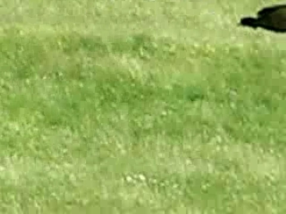 Décollage de vautours