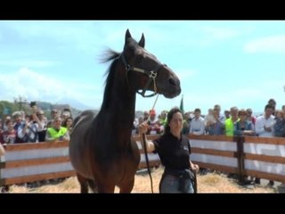 Napoli - Varenne, il "Maradona dell'Ippica" sul Lungomare (30.04.16)